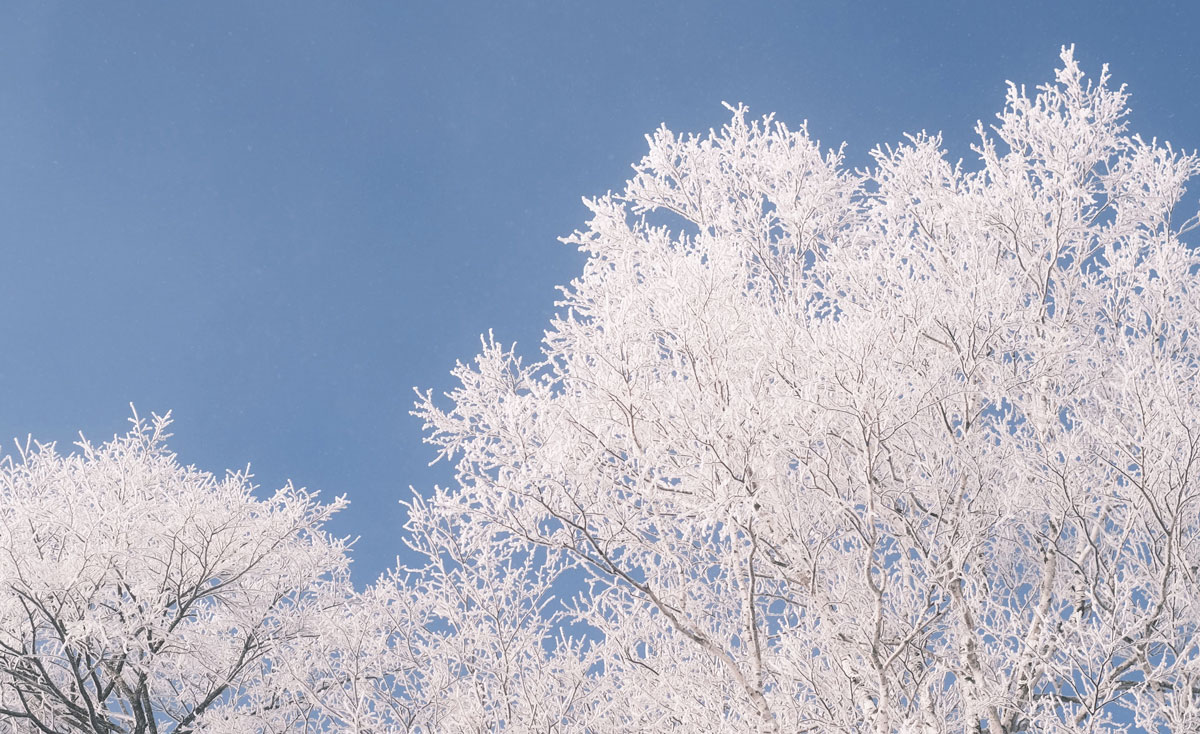  テキストが入ります。
